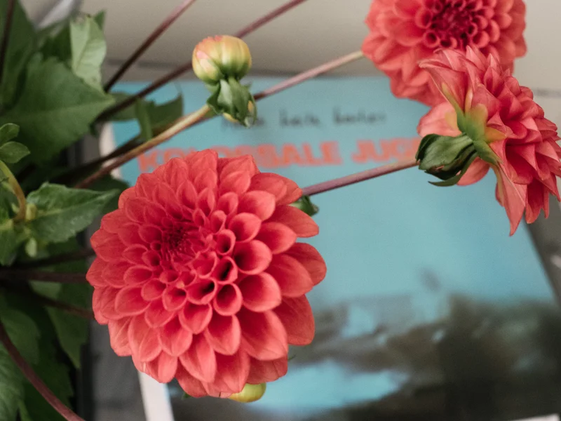 Close-up of a vibrant red dahlia flower with green leaves in the background.