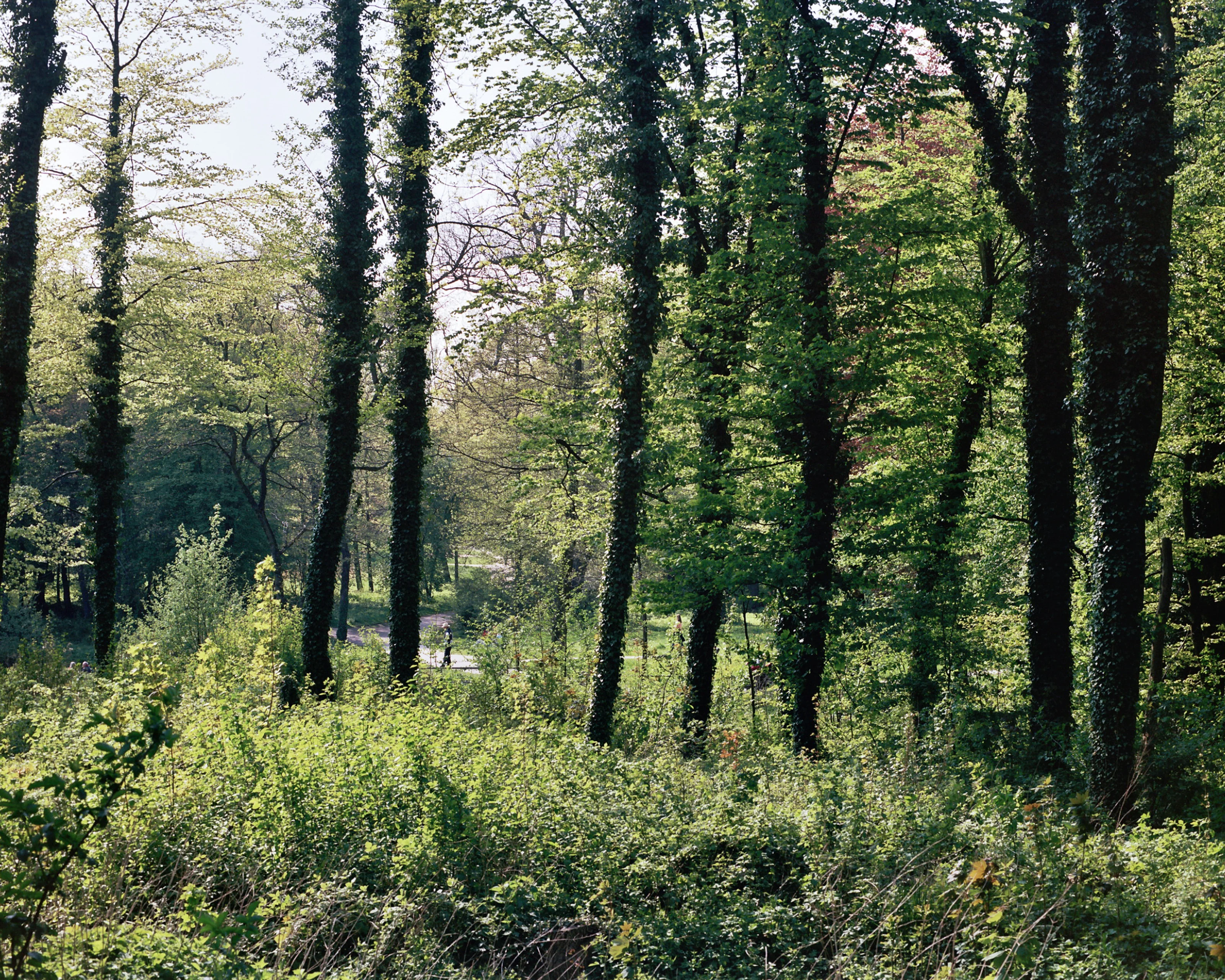 A lush, green forest with tall trees covered in ivy.