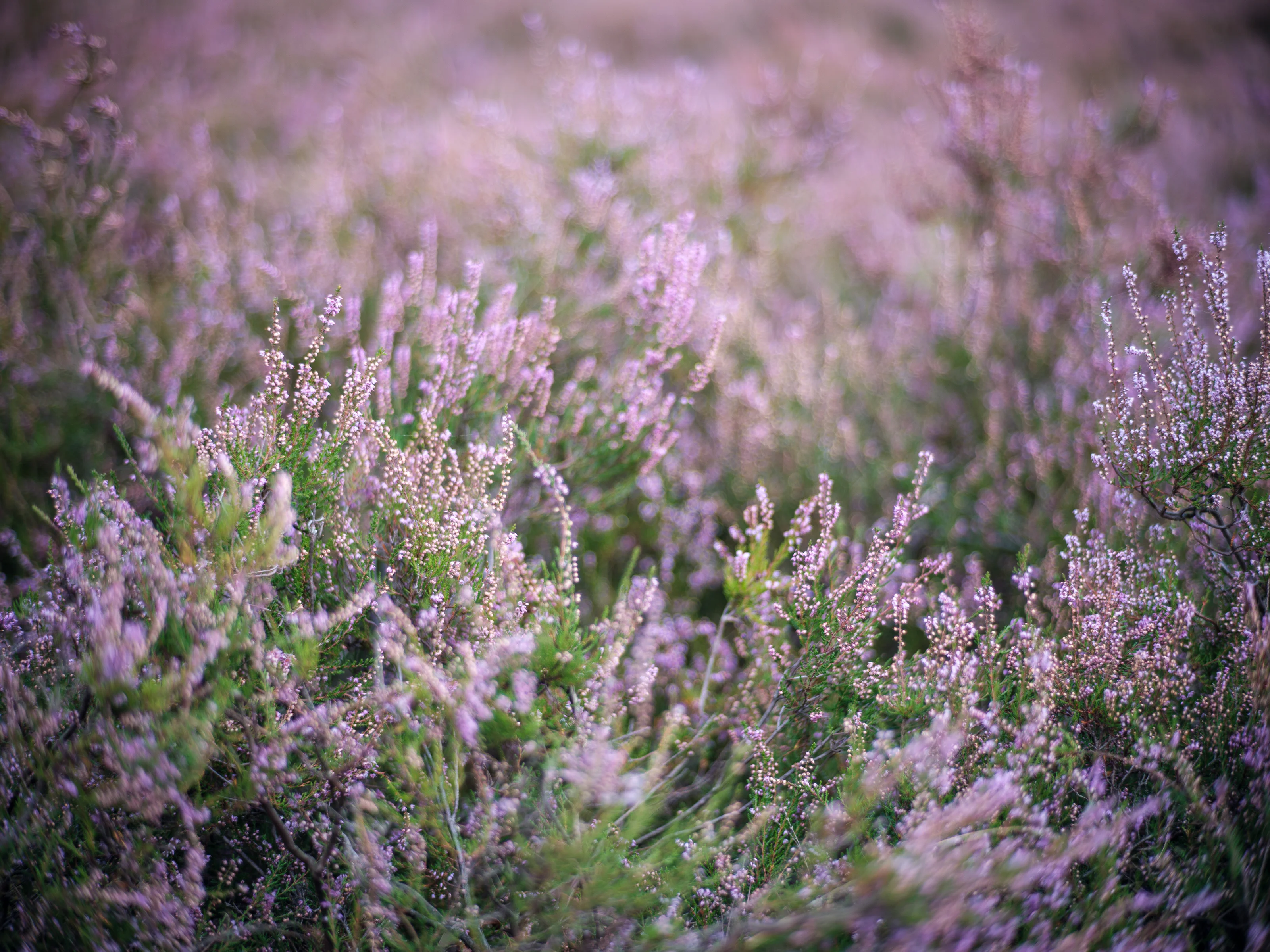 A field of purple flowers with green foliage under soft lighting.