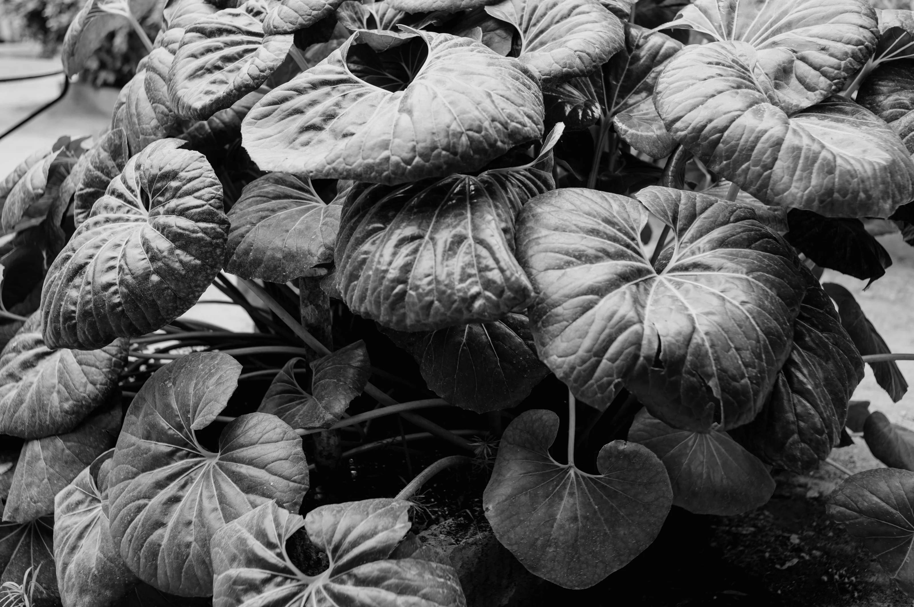 Black and white photo of large, textured leaves overlapping each other.