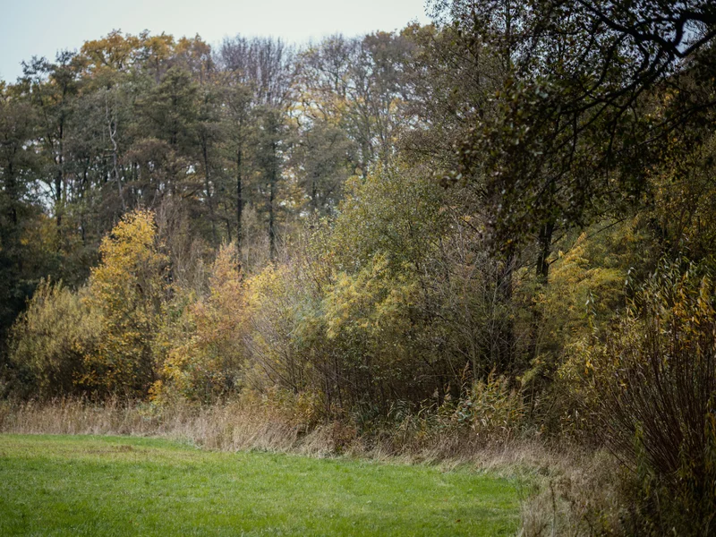 Forest edge with autumnal trees and grassy foreground under a cloudy sky.