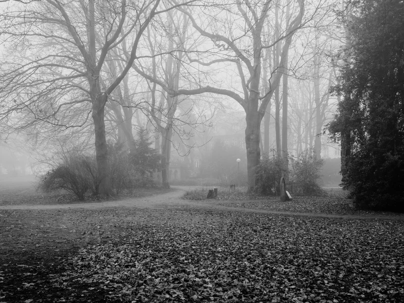 Foggy park scene with bare trees and a path covered in fallen leaves.