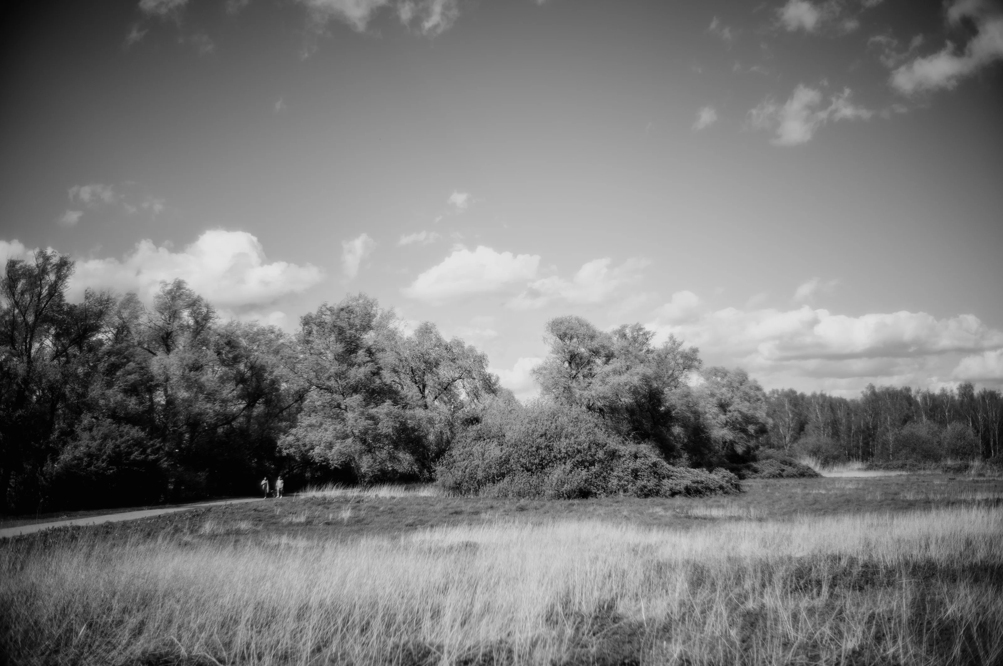 Black and white landscape with clouds above a line of trees and a grassy field in the foreground.