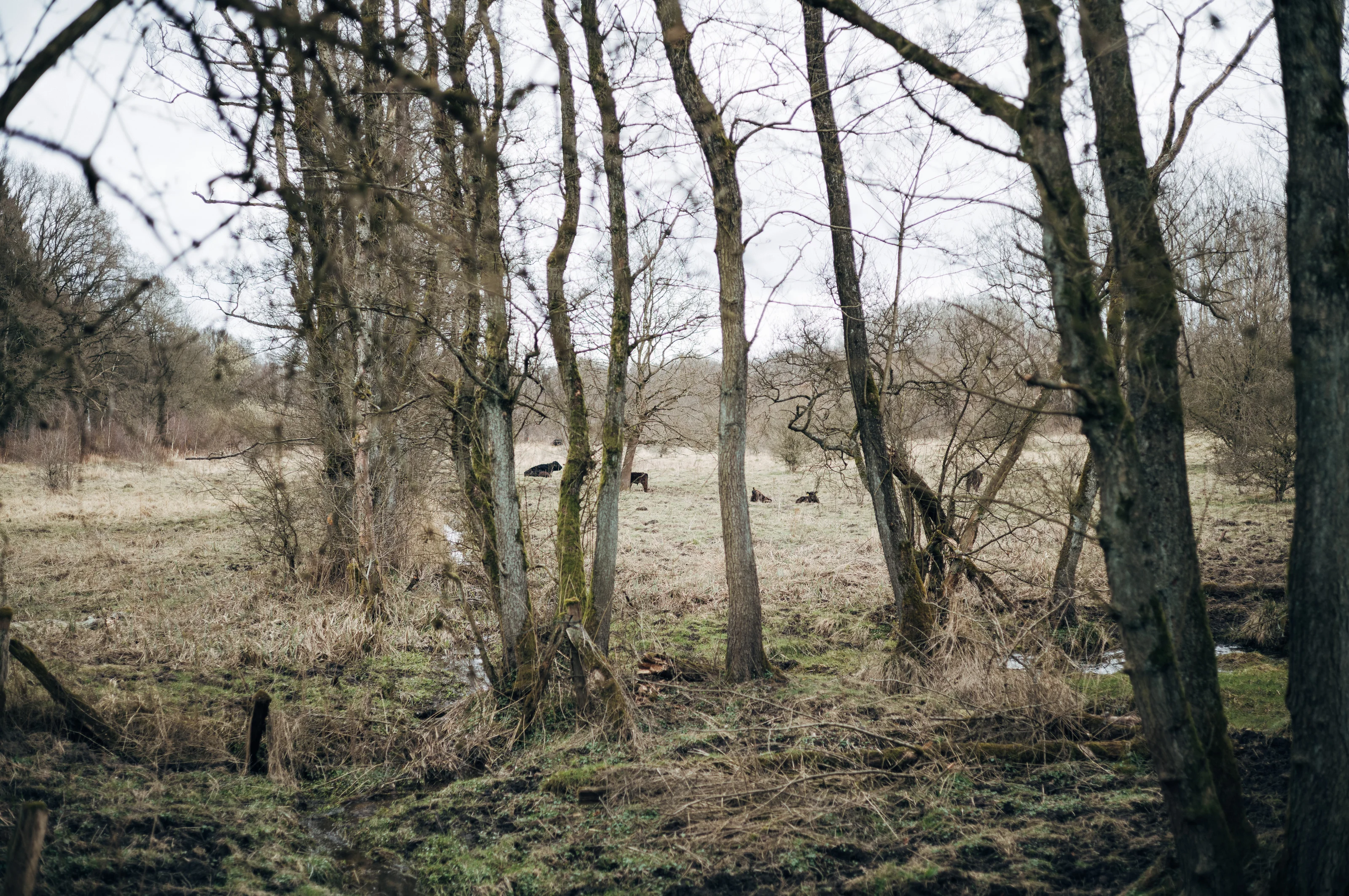 A group of deer grazing in a forest clearing with bare trees and overcast sky.