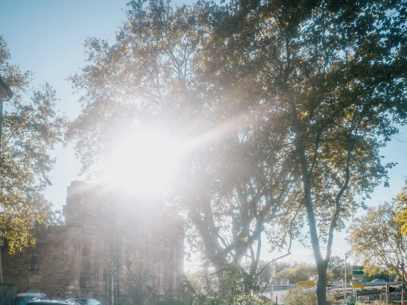 Sunlight filtering through trees near a creek and parked cars.