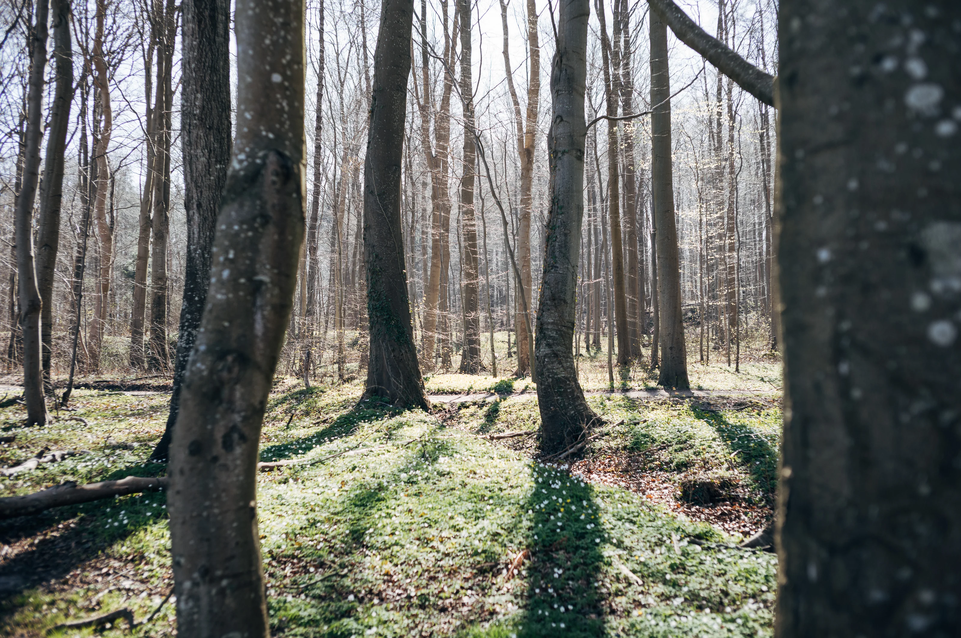 Sunlight filters through a forest of tall, bare trees onto a carpet of green and scattered white flowers.
