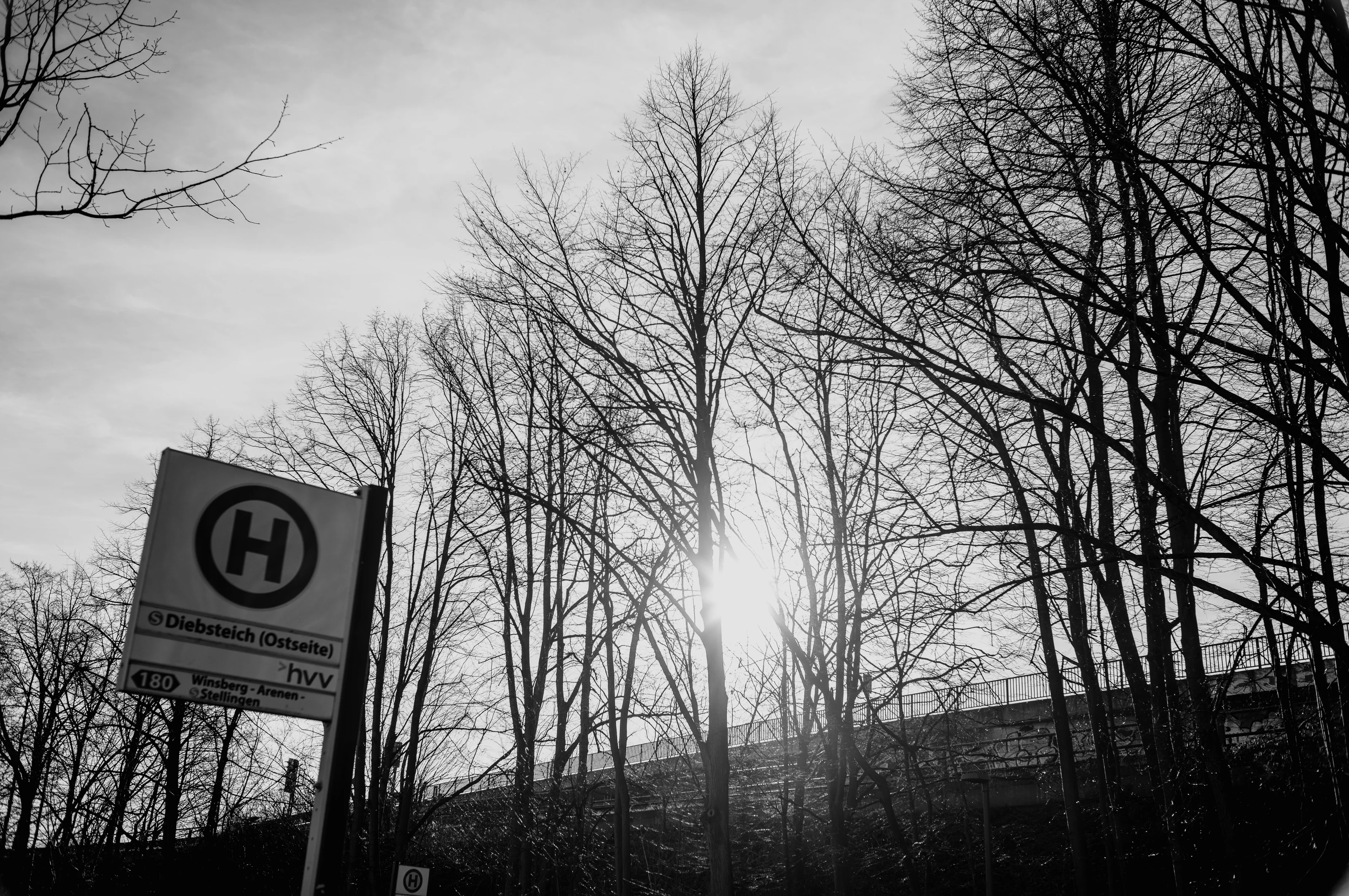 Black and white photo of a bus stop sign beneath tall, leafless trees with the sun peeking through.