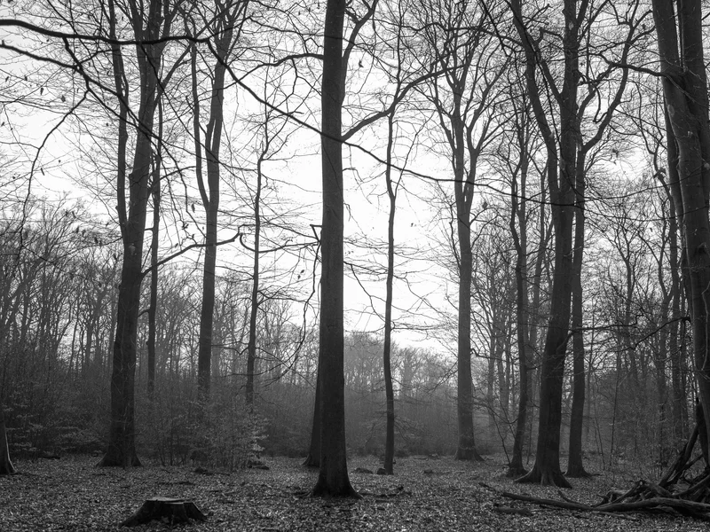 Black and white photo of a leafless forest with tall trees and a visible tree stump in the foreground.