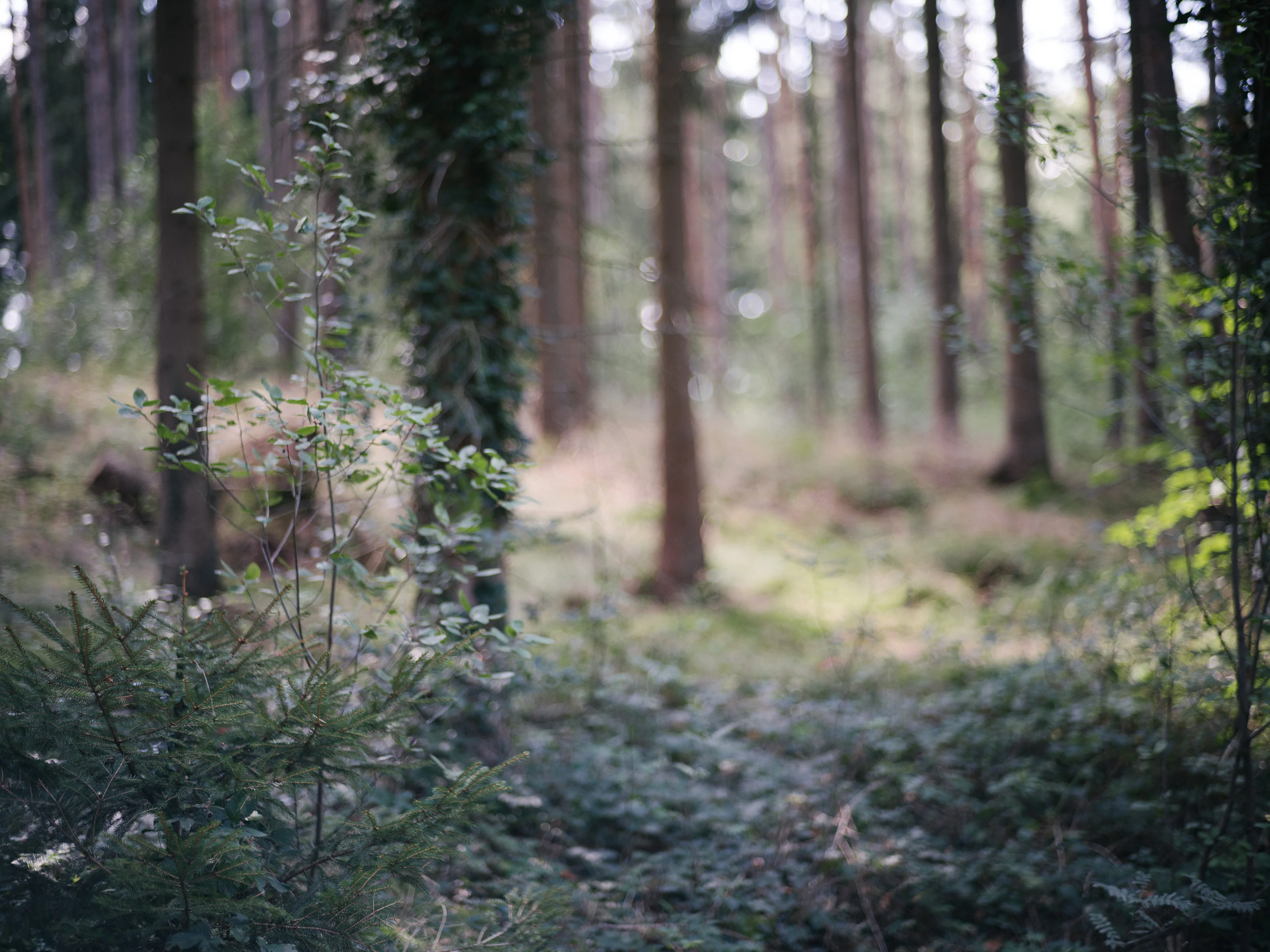 A serene view of a dense forest with light filtering through the trees.