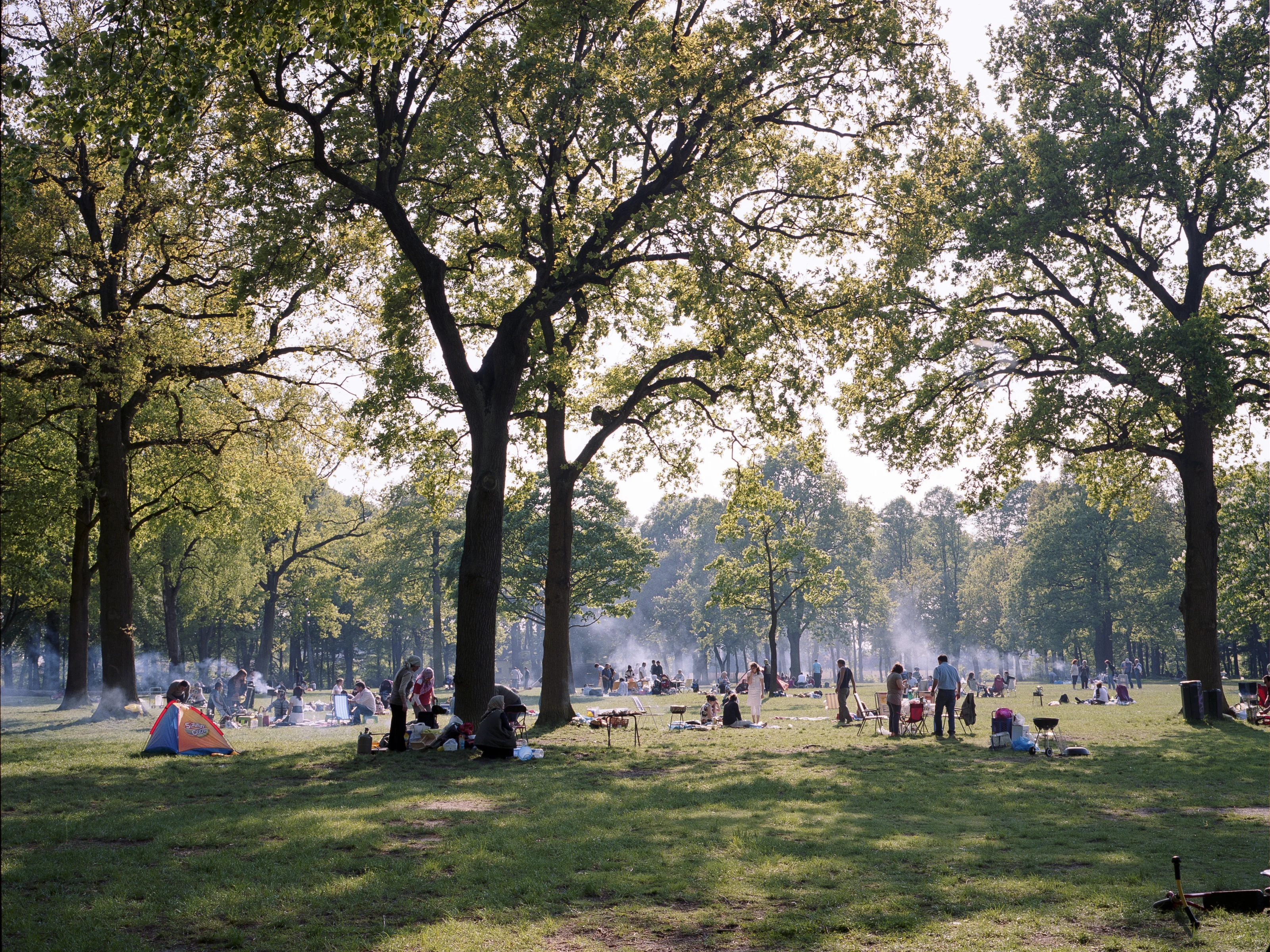 People enjoying a picnic in a sunlit park surrounded by large trees.
