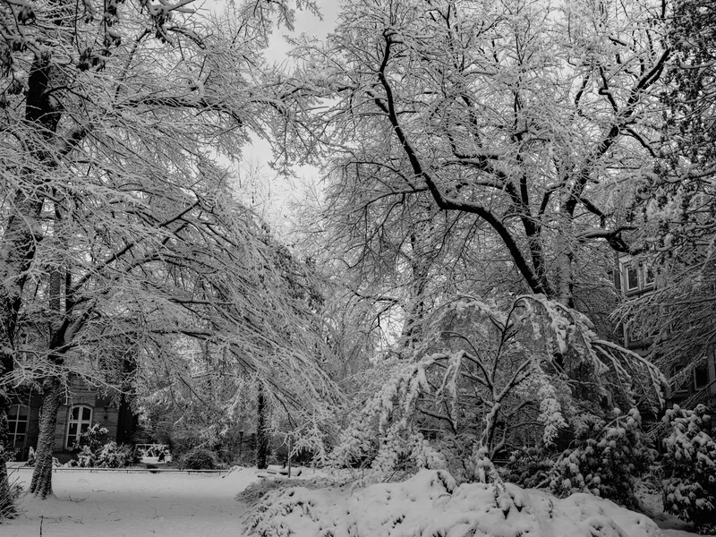 Snow-covered trees in a serene winter landscape.